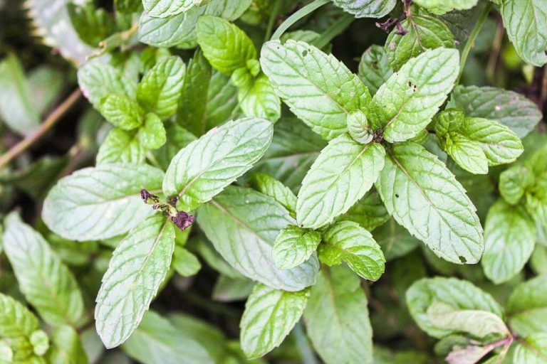 7 Plants That Repel Spiders {Safe for Kids and Pets} Levo League