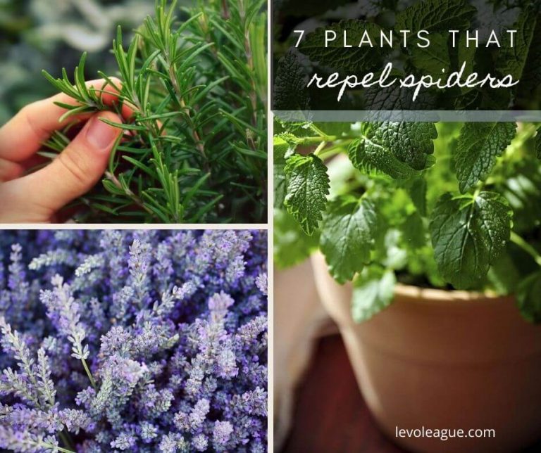 7 Plants That Repel Spiders {Safe for Kids and Pets