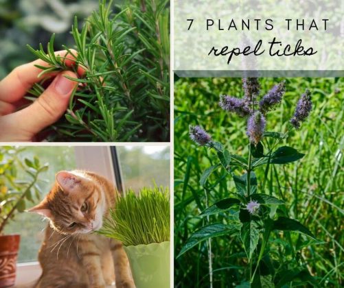 7 Plants that Repel Ticks and Fleas (Safe for Dogs) - Levo League