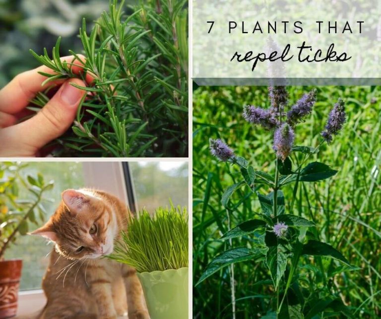 7 Plants that Repel Ticks and Fleas (Safe for Dogs) Levo 7 Plants that Repel Ticks and Fleas (Safe for Dogs) Levo
