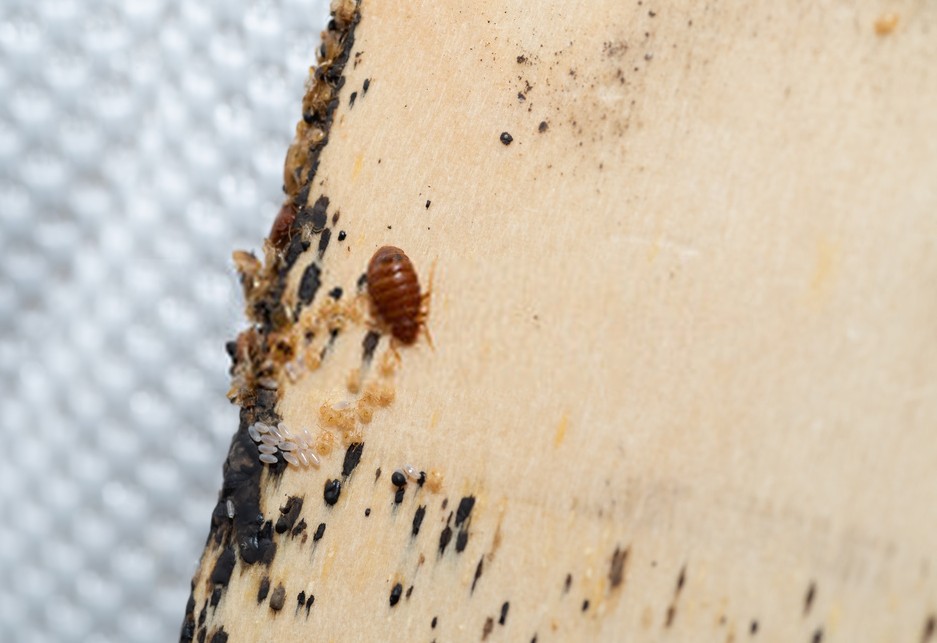 Baby Bed Bugs Pics Idea Hostalelportalico   Baby Bed Bugs Nymph Egss 