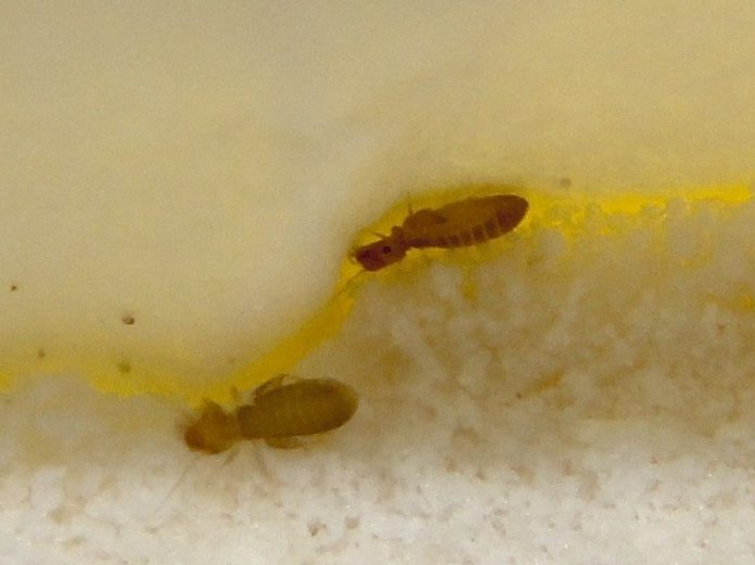 Baby Bed Bugs (Nymphs): Facts, Colors, Sizes, Bites, and How to Identify