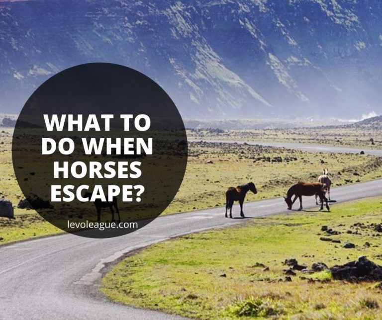 What to Do When Horses Escape: Capturing a Loose Horse