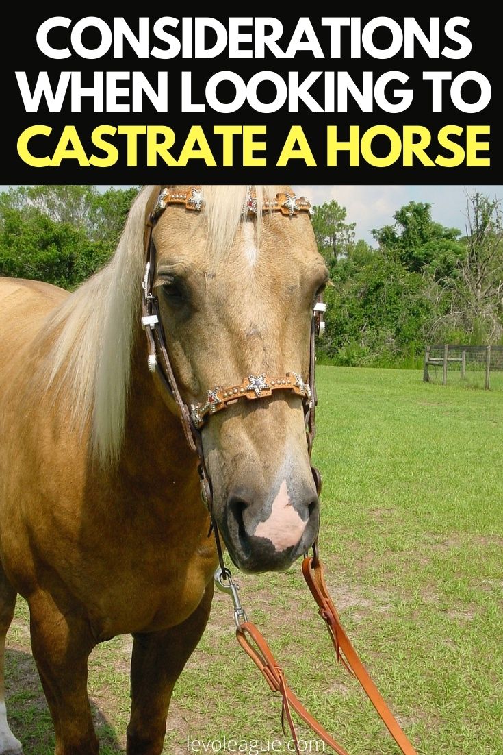 Castration When to Geld a Colt and What Process to Undertake Levo