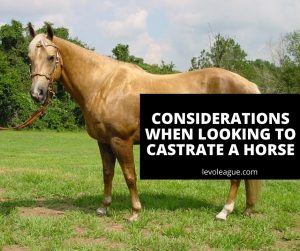 Castration: When to Geld a Colt and What Process to Undertake | Levo