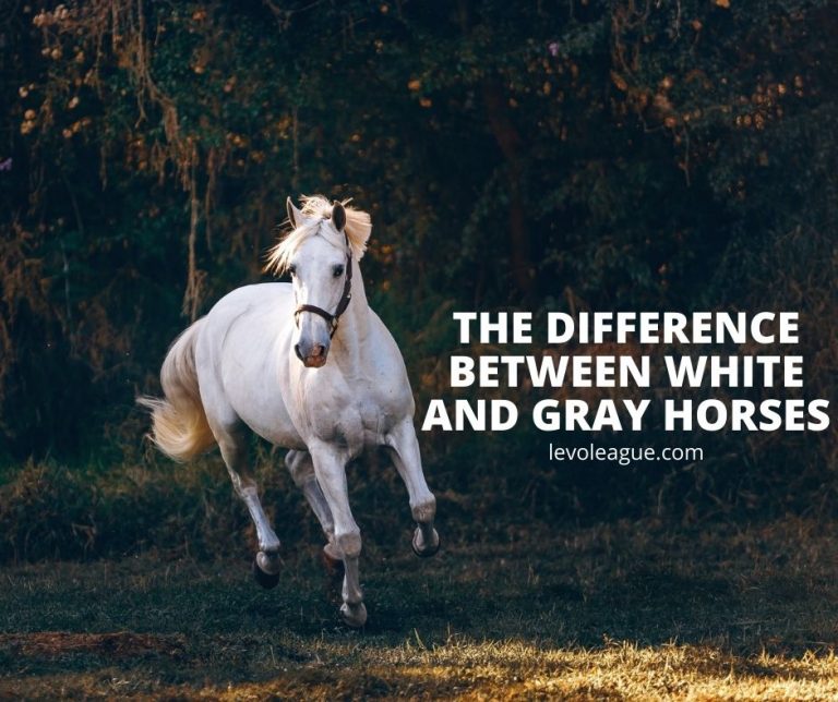 The Difference between White and Gray Horses