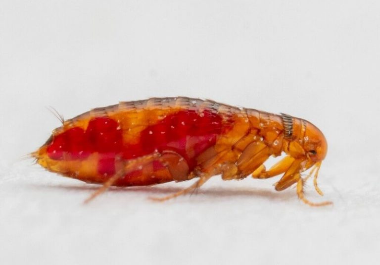 Baby Bed Bugs (Nymphs) Facts, Colors, Sizes, Bites, and How to Identify