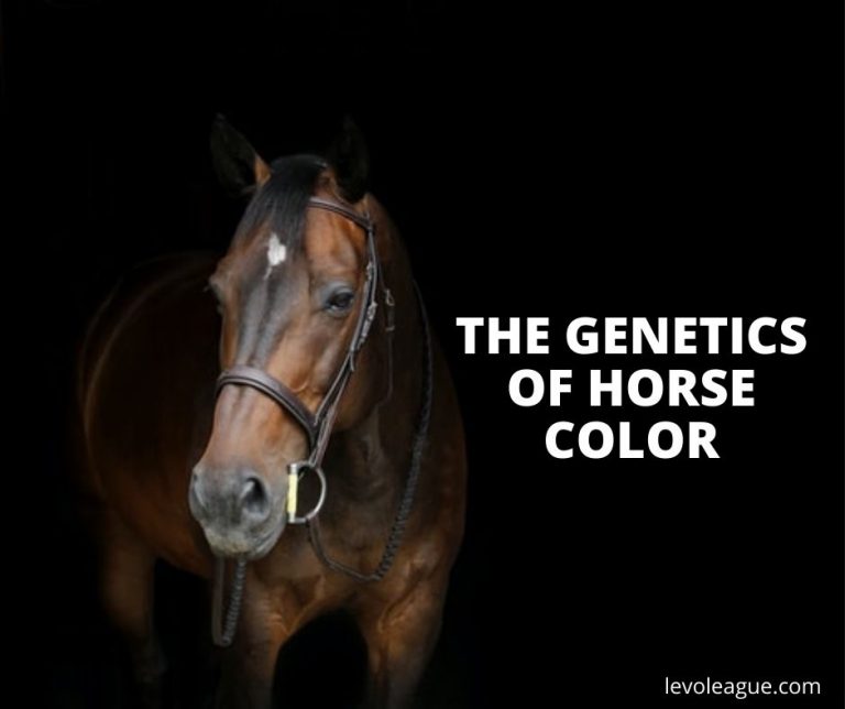 How Selective Horse Breeding Determines Coat Color Levo League