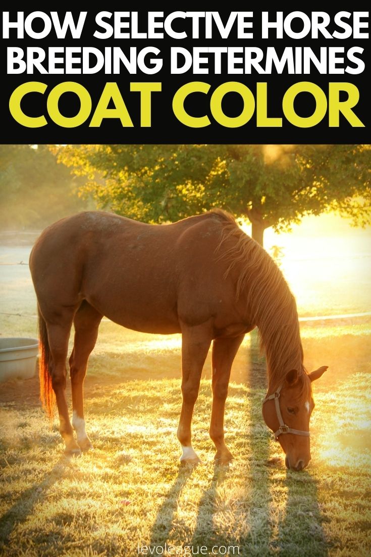 How Selective Horse Breeding Determines Coat Color Levo League