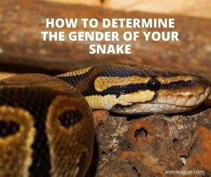 How to Determine the Gender of Your Snake | Levo League