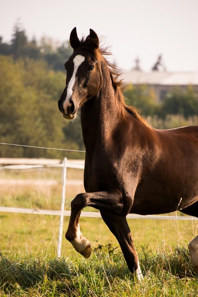 23-native-american-horse-names-meanings-horse-name-generator