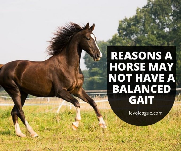 Reasons a Horse May Not Have a Balanced Gait