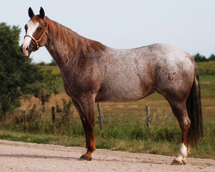 Strawberry Roan Horse