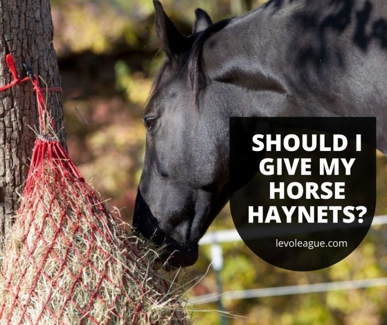 Should I Give My Horse Haynets?