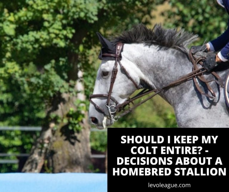 Should I Keep my Colt Entire? – Decisions About a Homebred Stallion