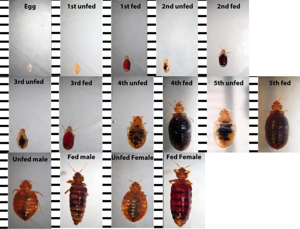 Baby Bed Bugs Nymphs Facts Colors Sizes Bites And How To Identify   Timeline Of Bed Bugs 1024x783 