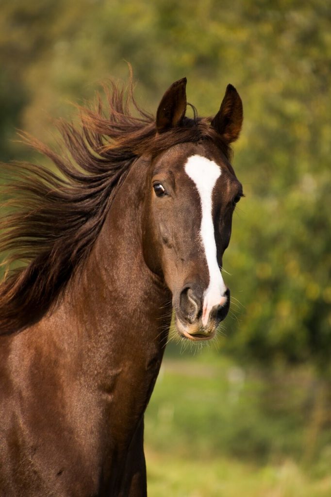 Native American Horse Names With Meaning