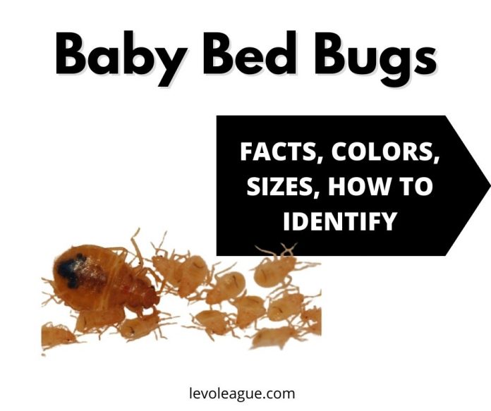 Baby Bed Bugs (Nymphs): Facts, Colors, Sizes, Bites, And How To Identify