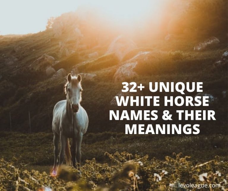 32+ White Horse Names: Symbolism and Meanings