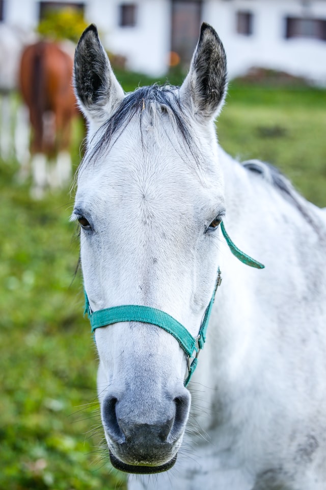 The Difference between White and Gray Horses Levo League