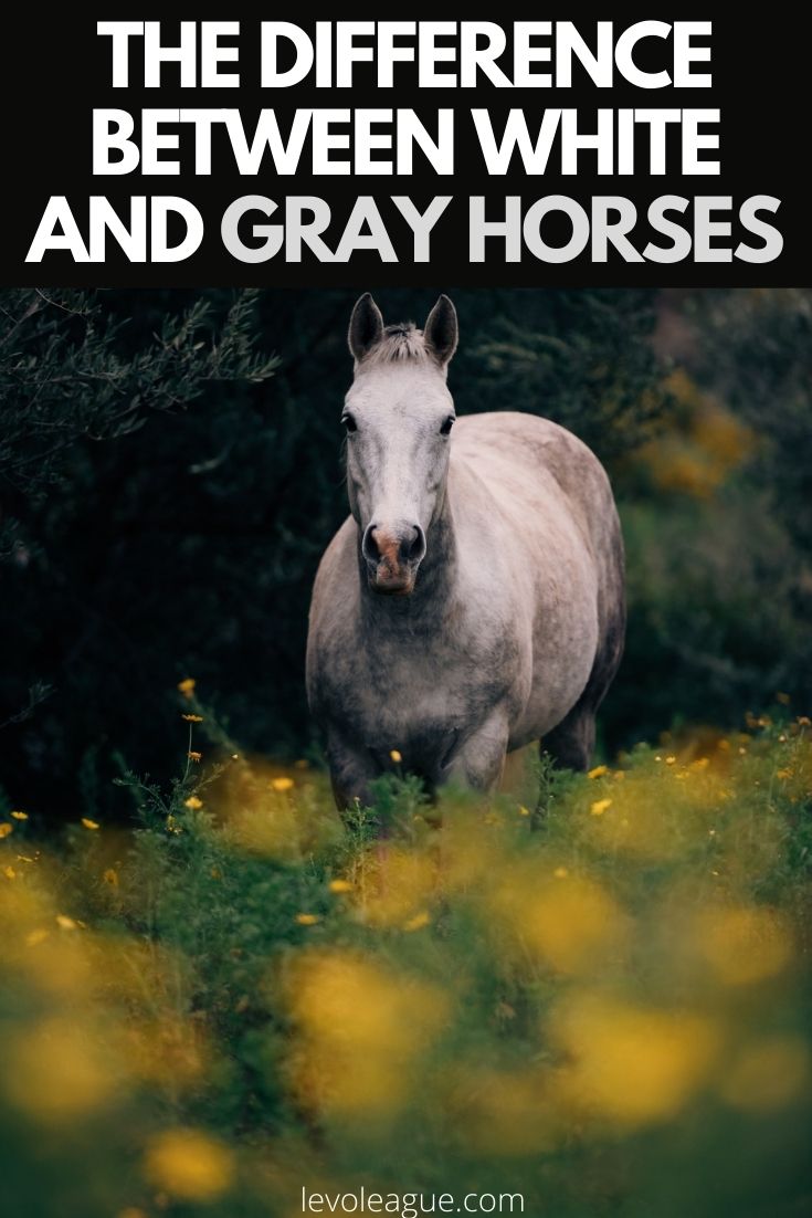 The Difference between White and Gray Horses Levo League