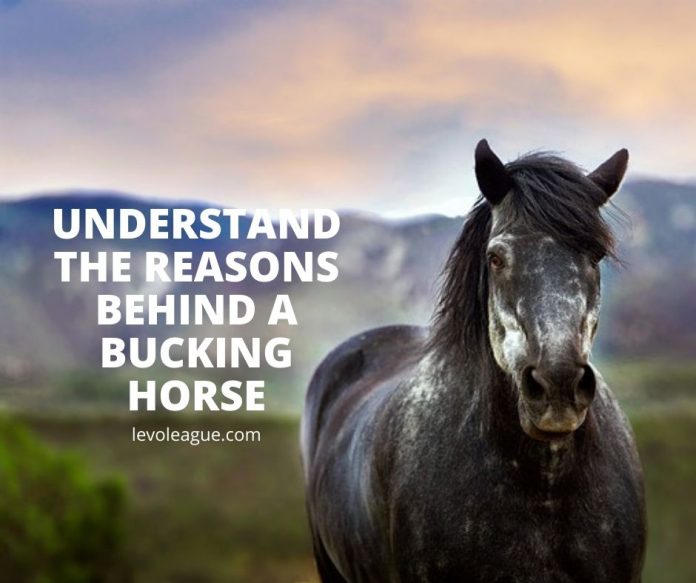 Why Horses Buck: Understand the Reasons Behind a Bucking Horse