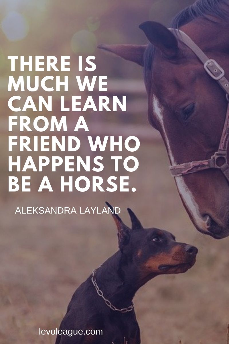 80+ Inspiriational Horse Quotes To Motivate You | Levo League