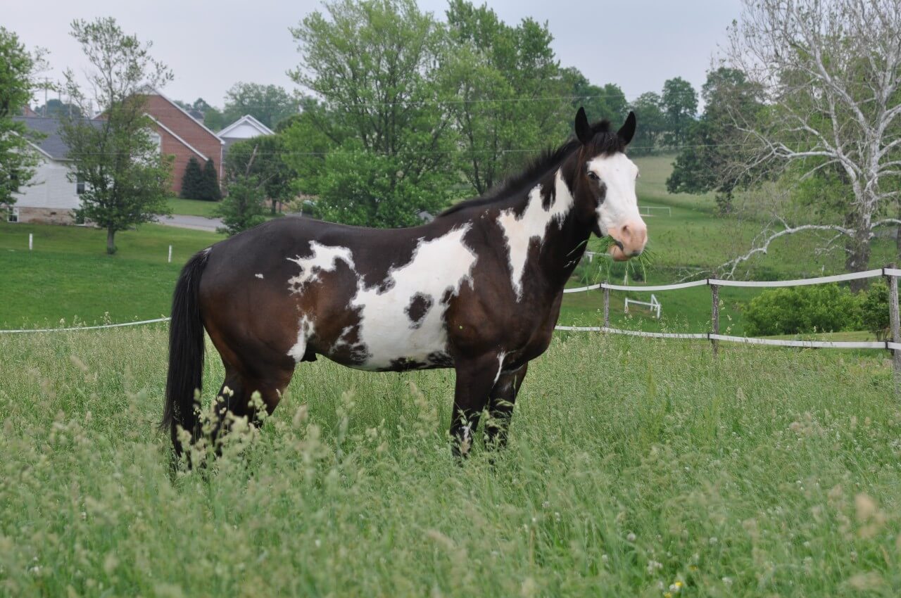 25  Horse Coat Colors and Names (Common, Rare) | Levo League