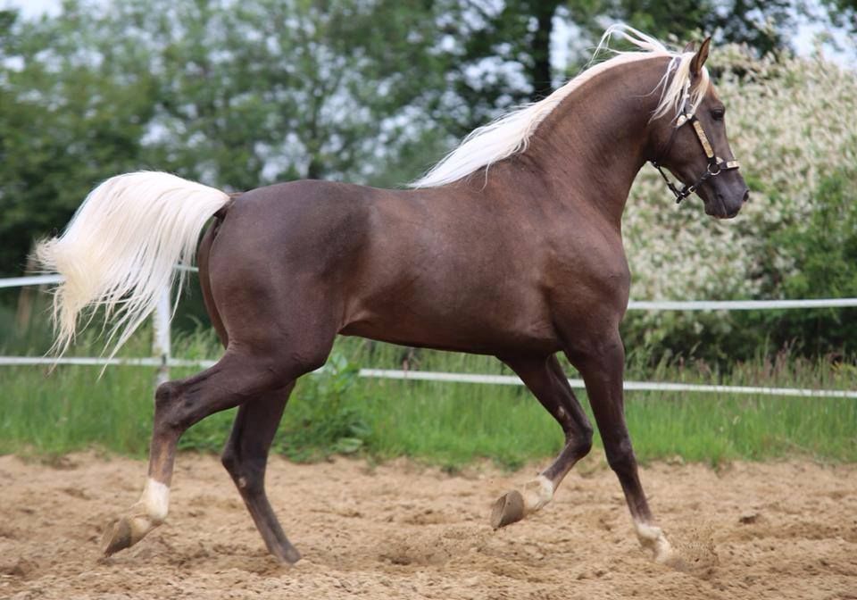 Palomino horse average lifespan