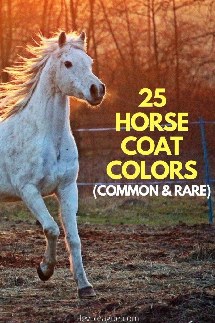 25+ Horse Coat Colors and Names (Common, Rare) | Levo League