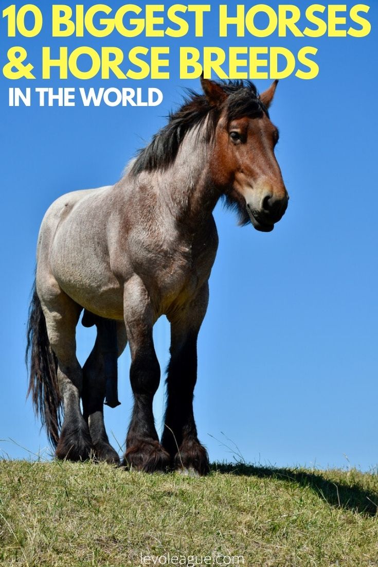 10 Biggest Horses And Horse Breeds In The World 2023 Levo League
