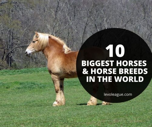 10 Biggest Horses and Horse Breeds In The World (2023) | Levo League