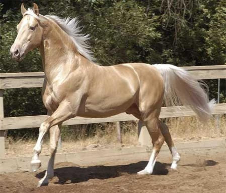 15 Interesting Facts About Palomino Horses You Should Know Levo