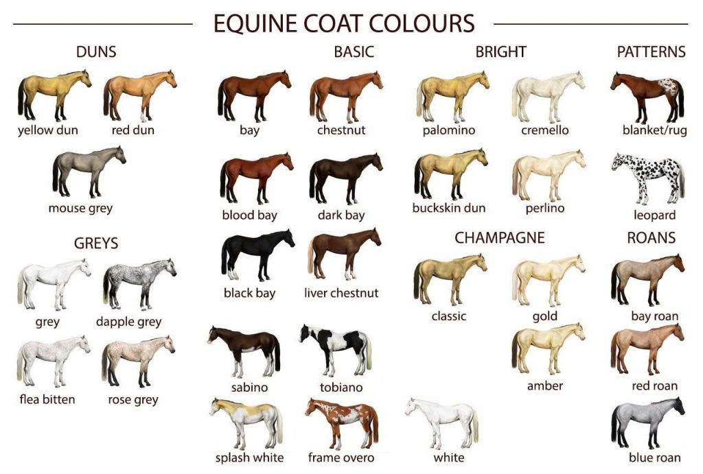 25 horse coat colors and names common rare  levo league