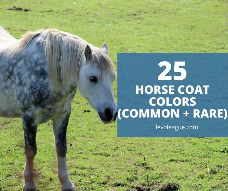 25+ Horse Coat Colors and Names (Common, Rare)