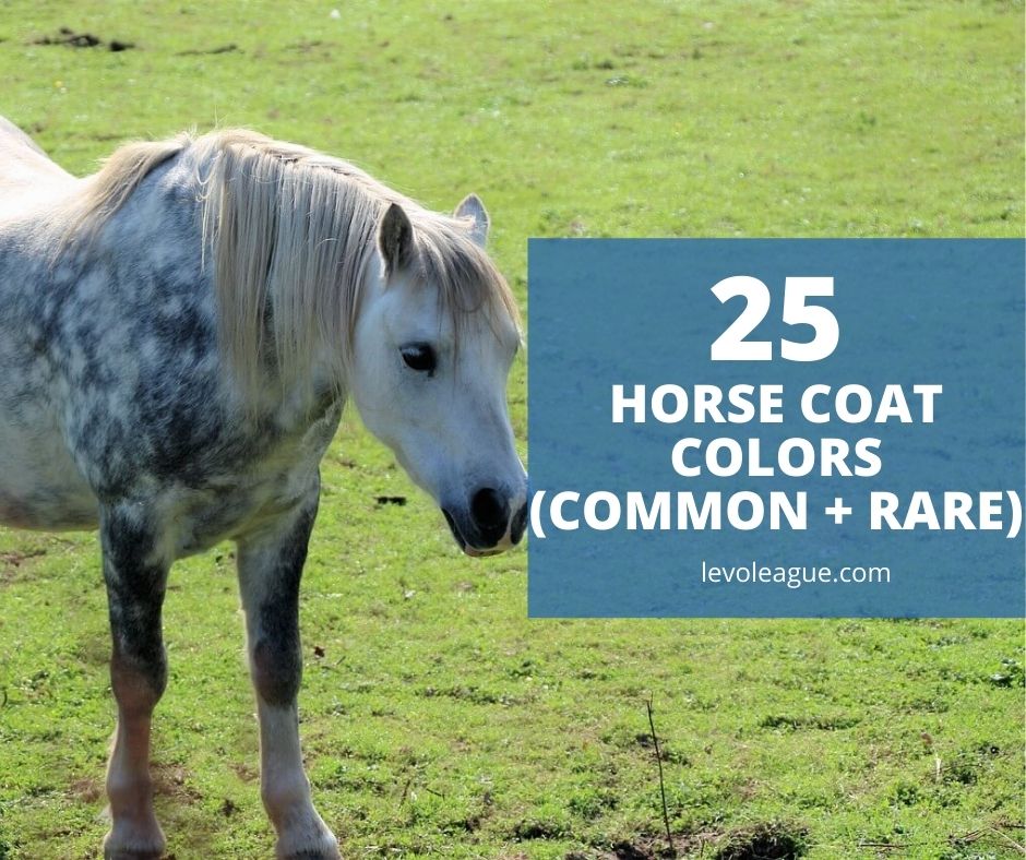 25 horse coat colors and names common rare  levo league