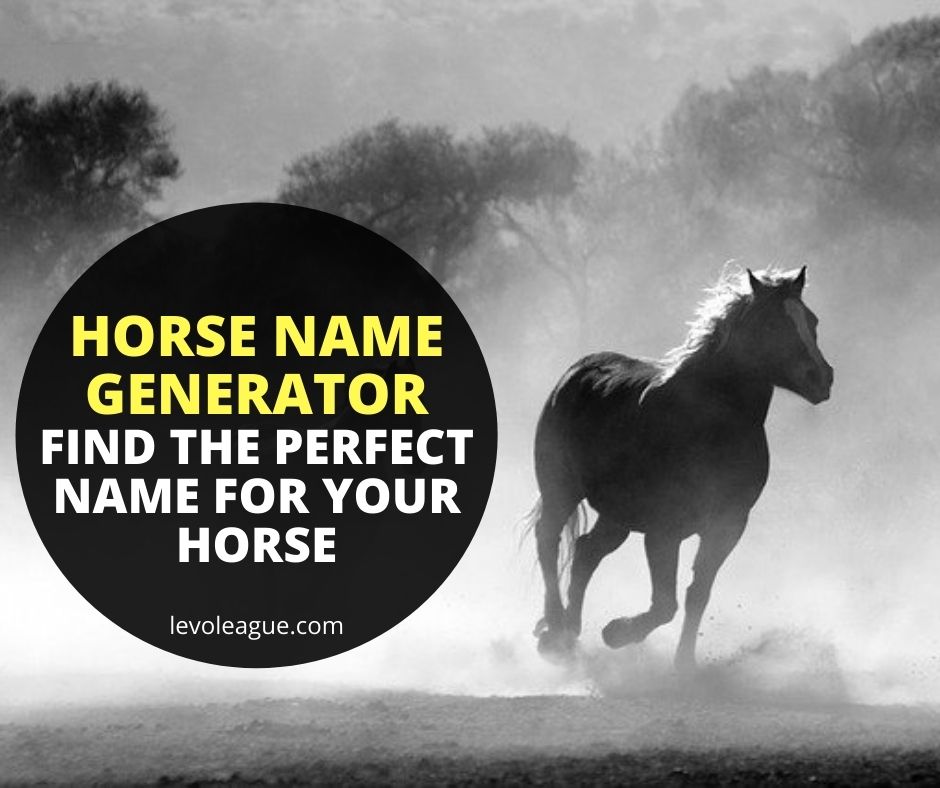 Funny Horse Name Generator - Find The Perfect Name For Your Horse