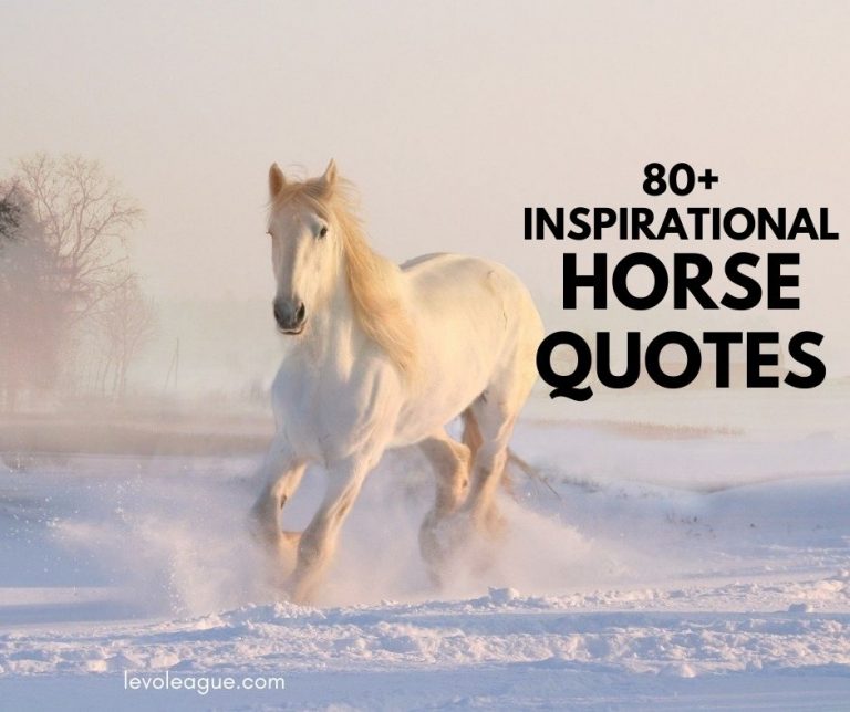 80+ Inspiriational Horse Quotes To Motivate You