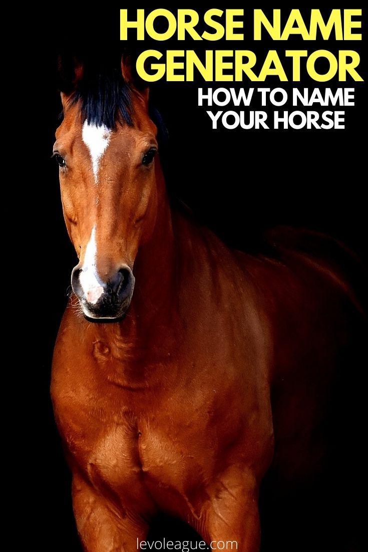 funny-horse-name-generator-find-the-perfect-name-for-your-horse