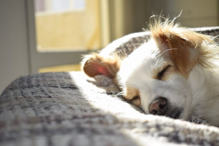Light Therapy for Animal Treatment