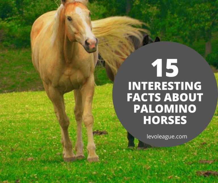 15 Interesting Facts About Palomino Horses