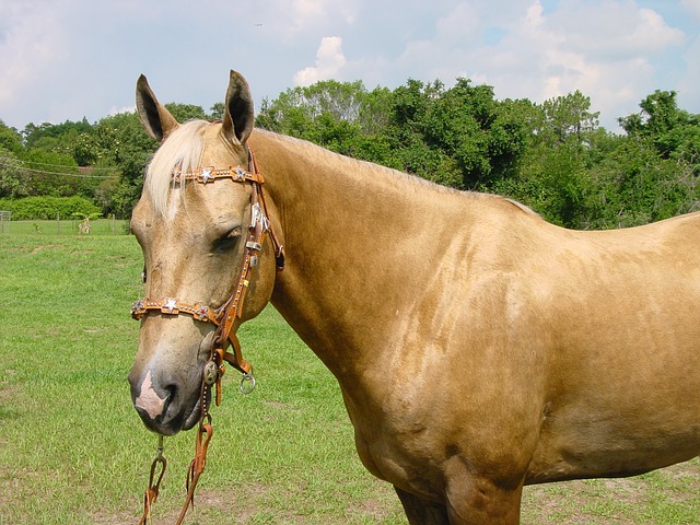 15 Interesting Facts About Palomino Horses You Should Know Levo