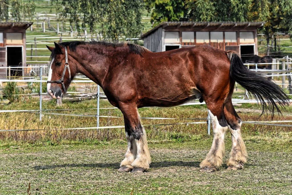 tallest horse ever recorded