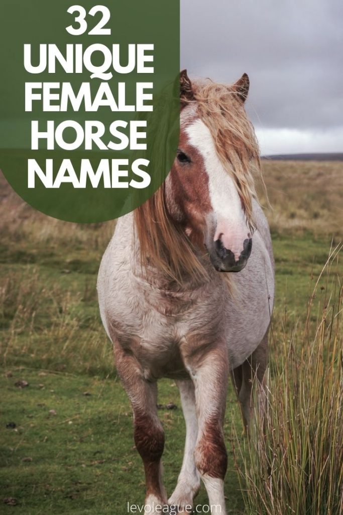 32 Unique Female Horse Names and Their Meanings | Levo League