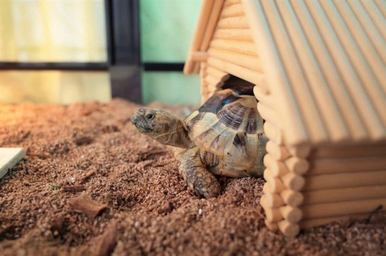 Things You Need to Know to Start Off with a Pet Reptile