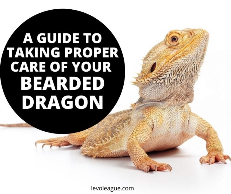A Guide To Taking Proper Care Of Your Bearded Dragon