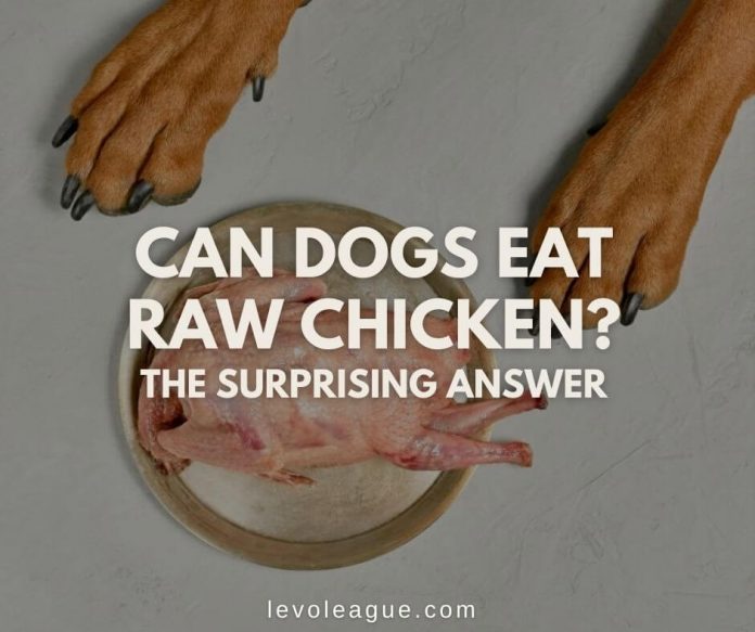 can-dogs-eat-raw-chicken-the-surprising-answer-levo-league