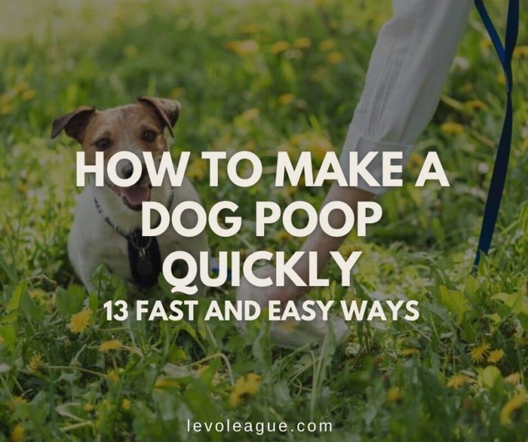 How to Make a Dog Poop Quickly: 13 Fast and Easy Ways