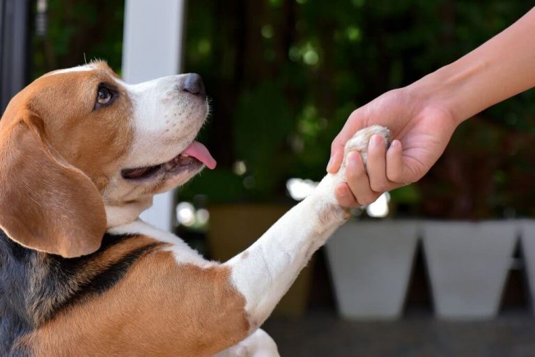Insure Your Pet with the Best Coverage by Following These Tips and Tricks