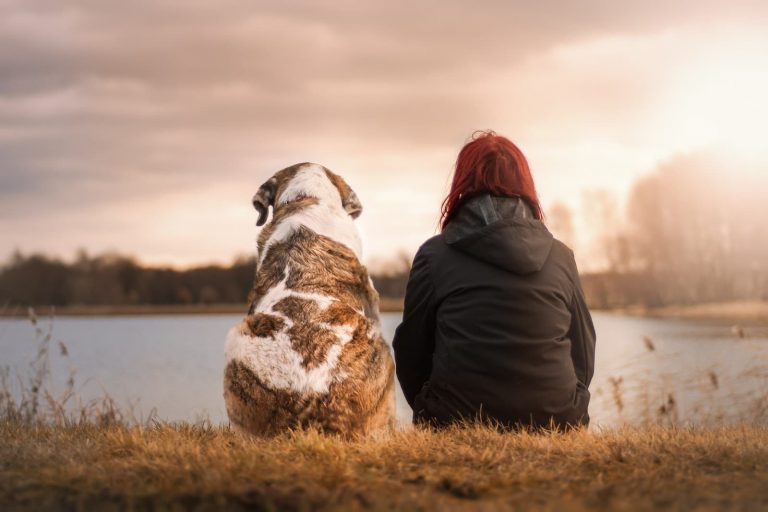 Considerations To Make When Choosing a New Dog